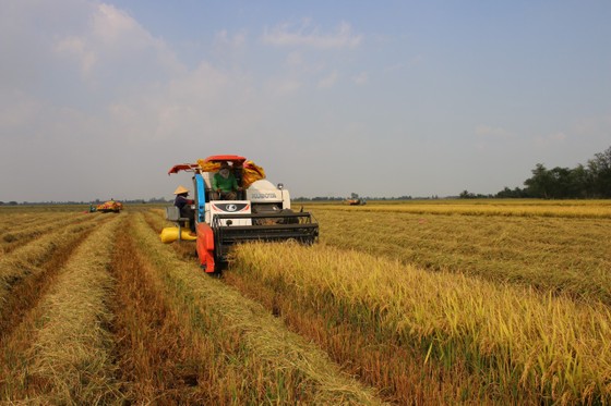 Nâng cao hiệu quả sản xuất lúa cho 8 tỉnh ĐBSCL ảnh 1