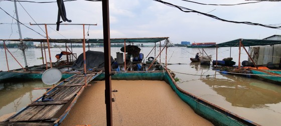 Sà lan tông chìm 2 bè cá trên sông Tiền ảnh 3