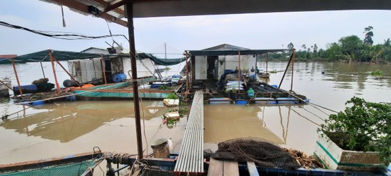 Sà lan tông chìm 2 bè cá trên sông Tiền ảnh 1