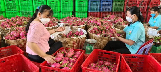 Nhờ HTX, người trồng thanh long luôn có lãi ảnh 4