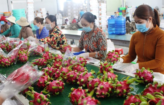 Nhờ HTX, người trồng thanh long luôn có lãi ảnh 2
