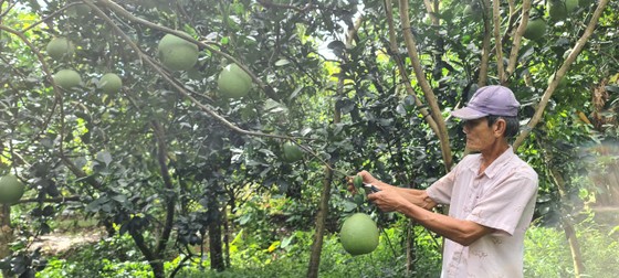 Cơ giới hóa sản xuất cây ăn trái ĐBSCL: cần cho nông dân tiếp cận với máy móc ảnh 2