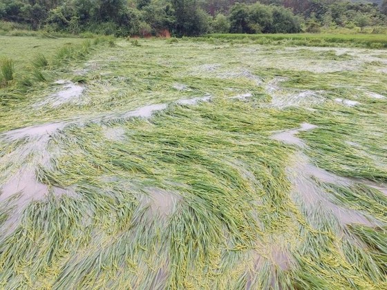 Hàng nghìn hecta lúa ở Quảng Bình ngã đổ do mưa dông ảnh 1
