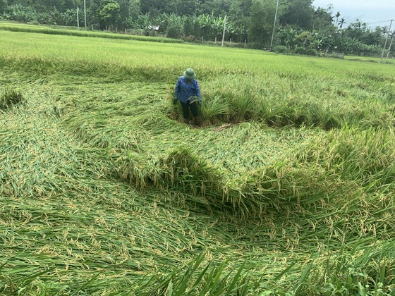Hàng nghìn hecta lúa ở Quảng Bình ngã đổ do mưa dông ảnh 2