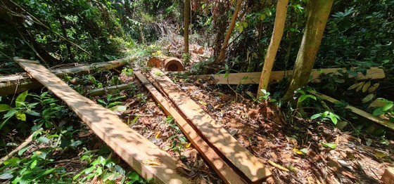 Quảng Bình: Lâm tặc chặt phá rừng phòng hộ ảnh 3