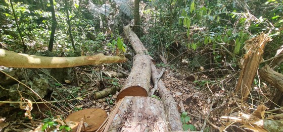 Quảng Bình: Lâm tặc chặt phá rừng phòng hộ ảnh 4