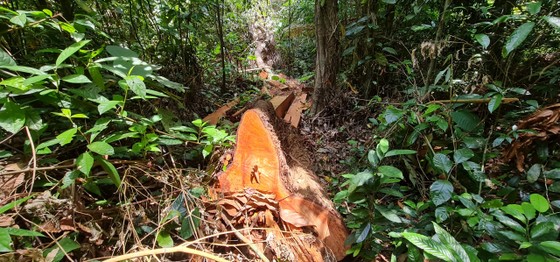 Quảng Bình: UBND tỉnh yêu cầu xử lý vụ lâm tặc phá rừng phòng hộ ảnh 2