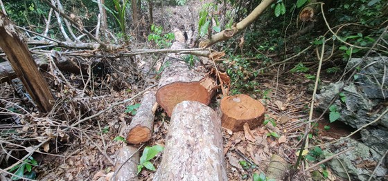 Quảng Bình: UBND tỉnh yêu cầu xử lý vụ lâm tặc phá rừng phòng hộ ảnh 3