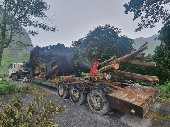 Quảng Bình: Bắt giữ ô tô đầu kéo vận chuyển cây gỗ lớn ảnh 1