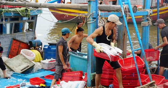 Quảng Bình: Tàu từ Hoàng Sa vào bờ trú bão số 4, mang theo cá đầy khoang ảnh 2