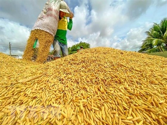 ADB hỗ trợ 14 tỷ USD ứng phó với khủng hoảng lương thực ở châu Á ảnh 1