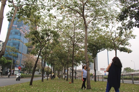 Hoa kèn hồng khoe sắc trên đại lộ ảnh 15