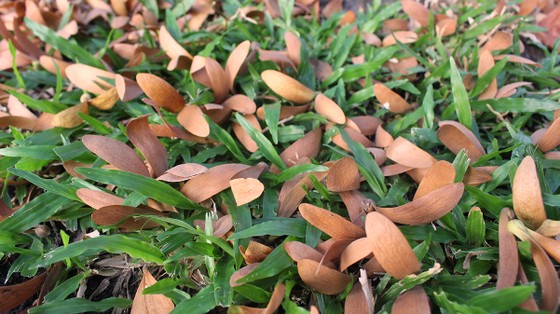 'Vũ điệu' chò nâu ảnh 6