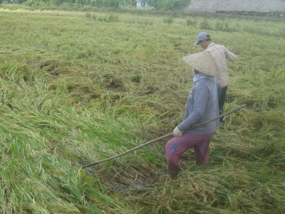 Hàng chục ngàn ha lúa bị ngã đổ sau bão số 16 ảnh 1