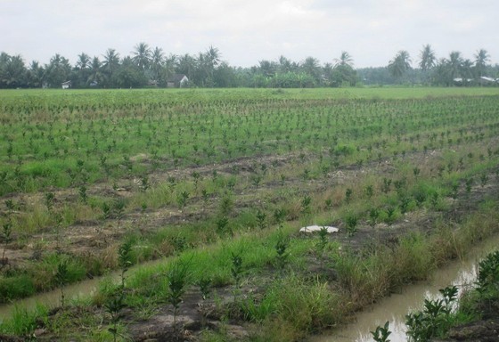 ĐBSCL: Chuyển đổi 118.290 ha cây trồng trên đất lúa ảnh 2
