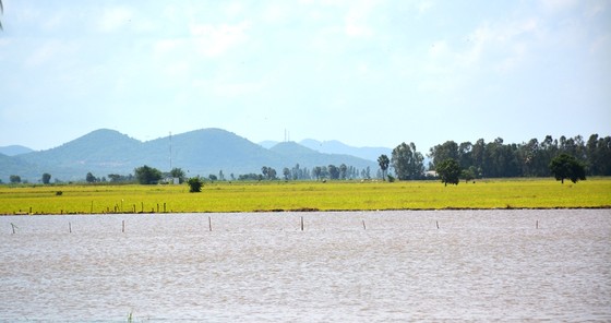 ĐBSCL khẩn cấp gặt lúa chạy lũ ở vùng biên giới  ảnh 4