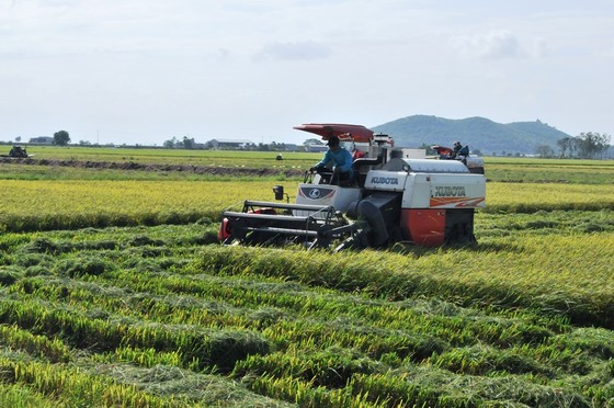 ĐBSCL khẩn cấp gặt lúa chạy lũ ở vùng biên giới  ảnh 7