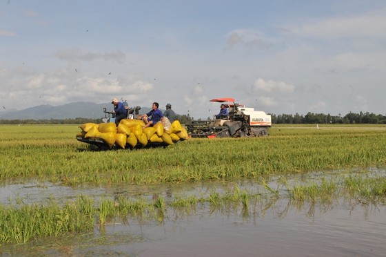 ĐBSCL khẩn cấp gặt lúa chạy lũ ở vùng biên giới  ảnh 12