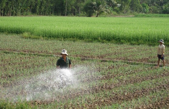 Lúa đông xuân 2019- 2020, dự kiến giảm 55.486 ha để né hạn mặn ảnh 1