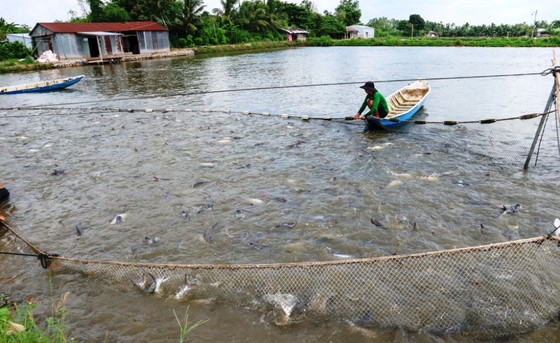 Chi hàng trăm tỷ đồng bù lỗ chênh lệch giá cá cho người nuôi ở ĐBSCL ảnh 2