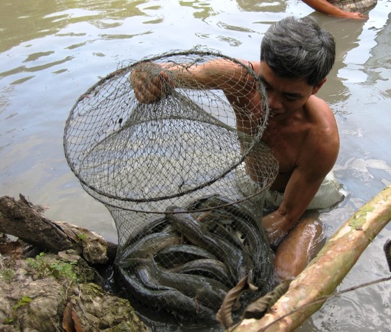 Cá lóc nuôi ở Trà Vinh bị thiệt hại tràn lan do nước mặn tấn công  ảnh 1
