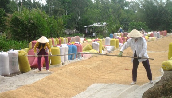 An Giang kiến nghị cho xuất khẩu 822.500 tấn nếp và gạo hạt tròn ảnh 2