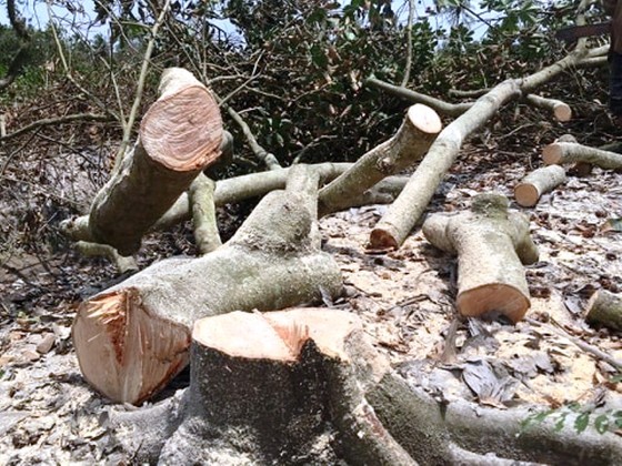 Hàng ngàn ha vườn cây đặc sản ở ĐBSCL bị thiệt hại do hạn mặn ảnh 1