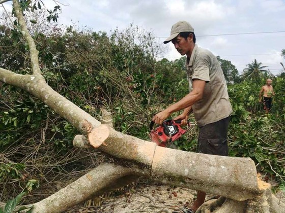Hàng ngàn ha vườn cây đặc sản ở ĐBSCL bị thiệt hại do hạn mặn ảnh 2