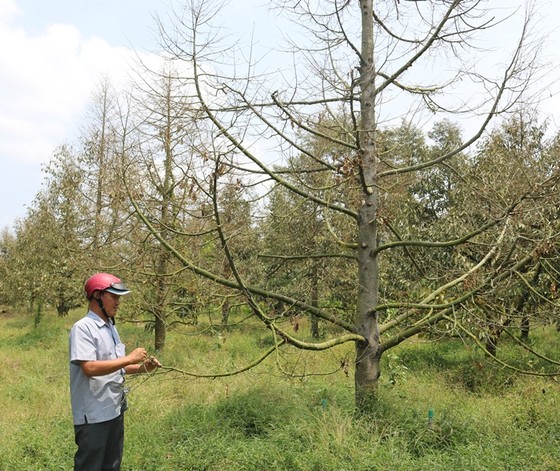 Hàng ngàn ha vườn cây đặc sản ở ĐBSCL bị thiệt hại do hạn mặn ảnh 3