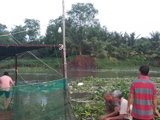 Sạt lở đất làm 4 tấn cá điêu hồng giống trôi ra sông ở Vĩnh Long ảnh 1