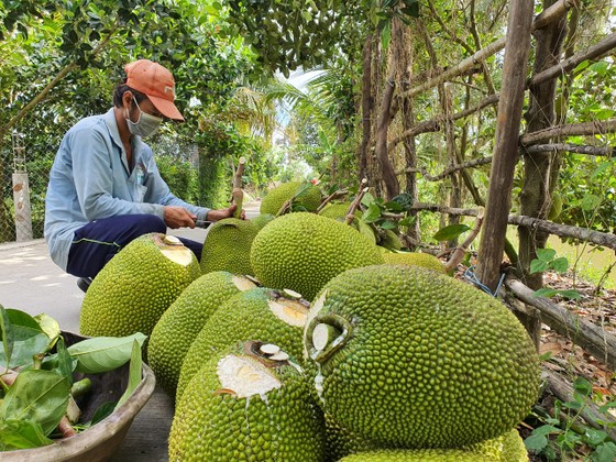 Giá mít Thái ở ĐBSCL giảm mạnh ảnh 1