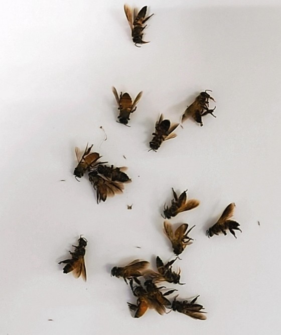 Cấp cứu kịp thời người bị ong đốt hàng trăm mũi nguy kịch ảnh 1