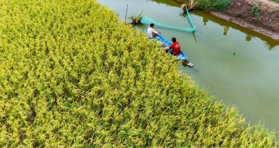 Lúa đông xuân ở vùng Nam bộ đạt hơn 11,3 triệu tấn ảnh 1