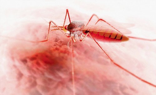 Tạo thành công muỗi đột biến chống bệnh sốt rét ảnh 1