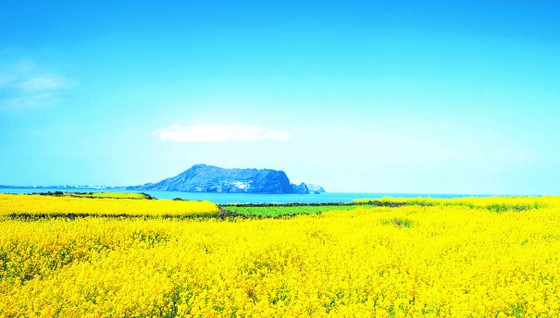 Chạy trên những cánh đồng hoa mùa xuân ở Jeju ảnh 2