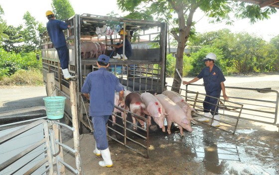 'Thủ phủ' chăn nuôi heo: Không mạo hiểm tái đàn ảnh 1