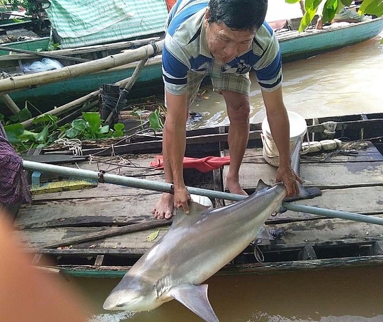 Người dân Lai Vung bắt dính cá lạ nghi cá mập ảnh 1