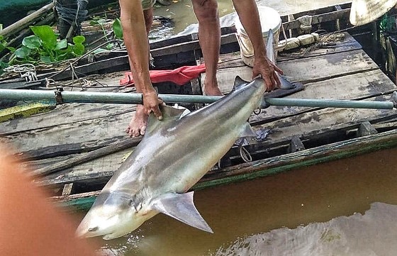 Người dân Lai Vung bắt dính cá lạ nghi cá mập ảnh 2