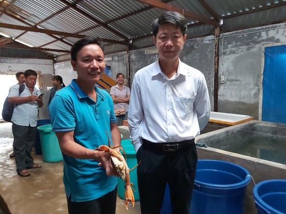 Trà Vinh sản xuất thành công giống cua biển bản địa ảnh 1