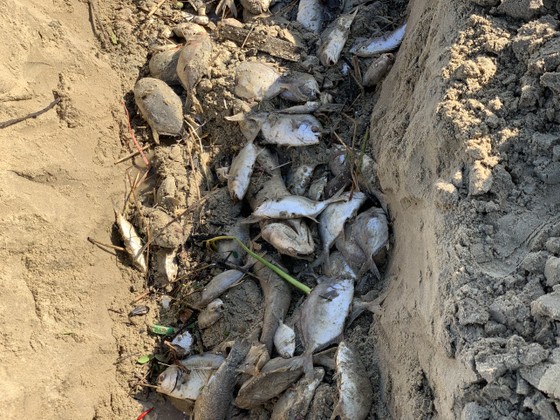 Quảng Ngãi: Chôn lấp hơn 5 tấn cá nuôi lồng bè bị chết sau bão số 5 ảnh 2