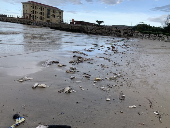Quảng Ngãi: Chôn lấp hơn 5 tấn cá nuôi lồng bè bị chết sau bão số 5 ảnh 1