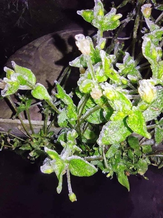Hà Nội còn 8 độ C, Mẫu Sơn chìm trong băng tuyết ảnh 3 Hà Nội còn 8 độ C, Mẫu Sơn chìm trong băng tuyết ảnh 3