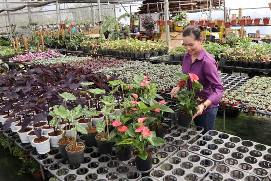 Dè dặt mùa hoa tết ảnh 3 Dè dặt mùa hoa tết ảnh 2