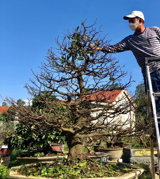 Kỳ vọng vụ hoa tết ảnh 1 Kỳ vọng vụ hoa tết ảnh 1