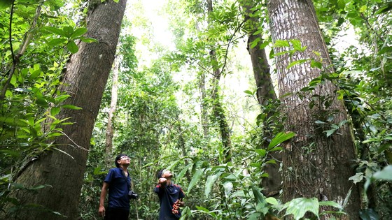 Chênh Vênh giữ rừng ảnh 1 Chênh Vênh giữ rừng ảnh 1