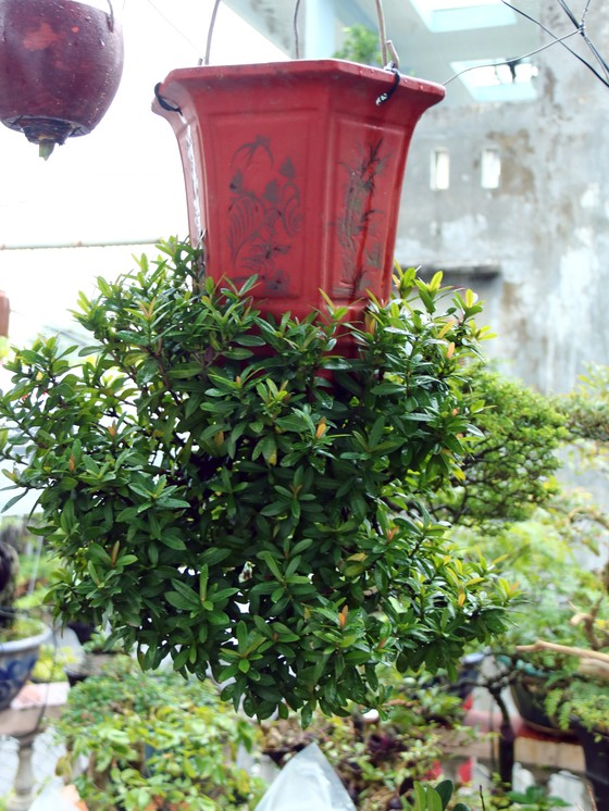 Khám phá vườn bonsai mọc ngược giữa phố ảnh 5