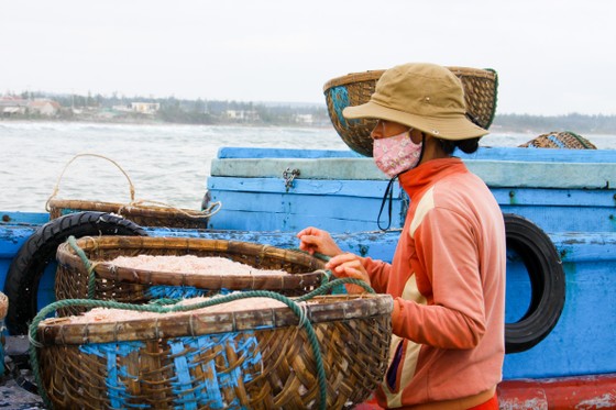 Ngư dân Quảng Ngãi trúng đậm mùa ruốc cuối năm ảnh 7 Ngư dân Quảng Ngãi trúng đậm mùa ruốc cuối năm ảnh 7