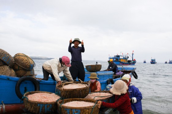 Ngư dân Quảng Ngãi trúng đậm mùa ruốc cuối năm ảnh 4 Ngư dân Quảng Ngãi trúng đậm mùa ruốc cuối năm ảnh 4