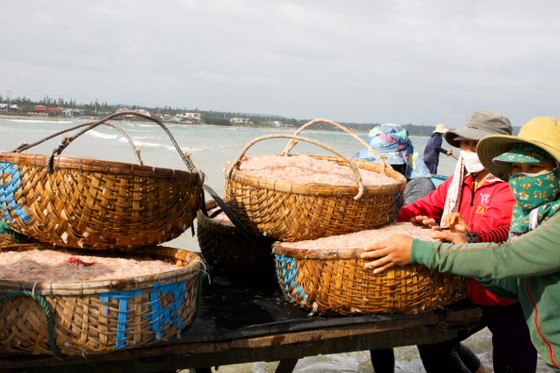 Ngư dân Quảng Ngãi trúng đậm mùa ruốc cuối năm ảnh 1 Ngư dân Quảng Ngãi trúng đậm mùa ruốc cuối năm ảnh 1