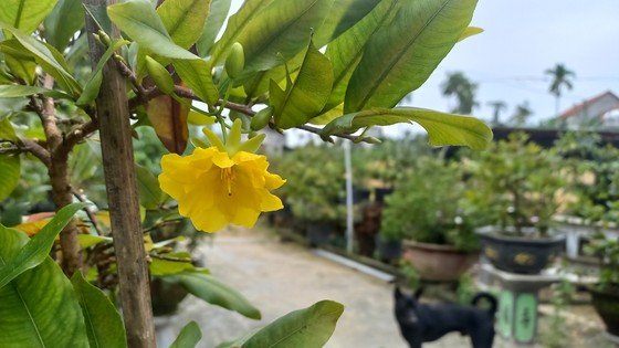 Làng hoa Quảng Ngãi tất bật sản xuất vụ tết ảnh 5 Làng hoa Quảng Ngãi tất bật sản xuất vụ tết ảnh 5